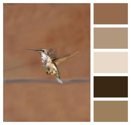 Hummingbird Birds Phone Wallpaper Image